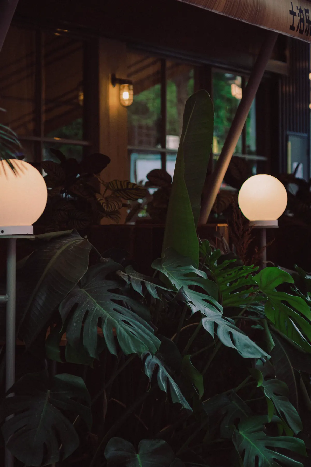 Tropical plants and soft globe lights